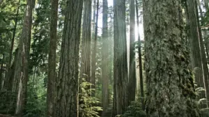 Choosing the right log stacker in BC